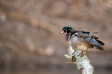 A pair of Wood Ducks perched on a log over water in soft light with a smooth brown background.