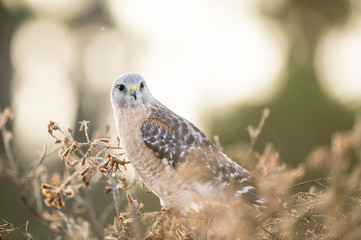 A Red-shouldered Hawk perched in a bush in soft morning light with an intense look in its eyes.