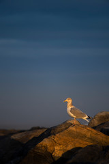 Fototapeta premium A Herring Gull perched on a jetty rock in the early morning golden sunlight with a dark blue stormy sky background.