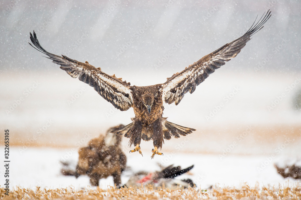 Canvas Prints A juvenile Bald Eagle flies in a light snowfall on a cold winter day in an open field with carcasses on the ground.