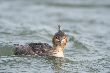 A female Red-breasted Merganser swims in clear cold water on an overcast day.