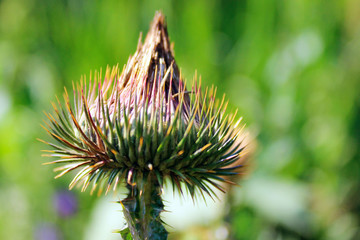 Blurry image of a spike bud. Beautiful nature bckground, horizontal view.
