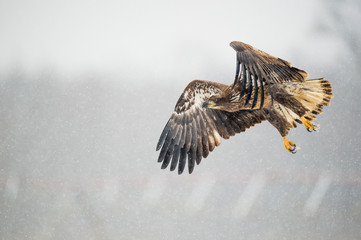 A juvenile Bald Eagle flies over an open field in the falling snow on a cold winter day.