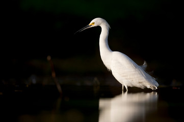 A Snowy Egret wading in shallow water in bright morning sunlight with a solid black background.