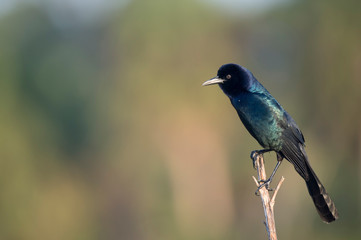 Naklejka premium A male Common Grackle perched in front of a smooth out of focus background in the sun showing off its irridescence.