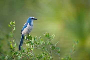 A portrait of a Florida Scrub Jay perched in green vines with a smooth green background in soft sunlight.