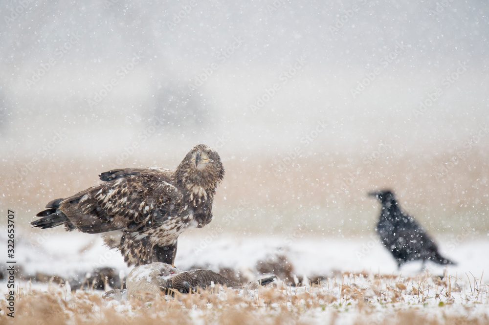 Wall mural a juvenile bald eagle sitting on the ground in an open field with a common raven in a light snow on 