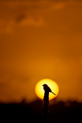 Loggerhead Shrike silhouetted inside the setting sun perched on top of a branch with an orange sky.