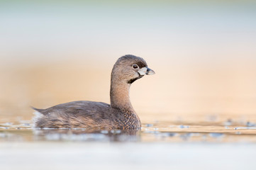A Pied-billed Grebe floating on calm water in the soft early morning sunlight with a smooth out of focus background.