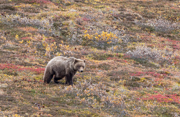 Grizzly Bear in Denali National Park Alaska in Autumn
