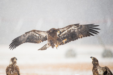 A juvenile Bald Eagles flies in with its talons out to attack other eagles in the snow on a winter day.