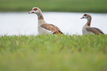 A pair of Egyptian Geese stand on bright green grass in soft overcast light.