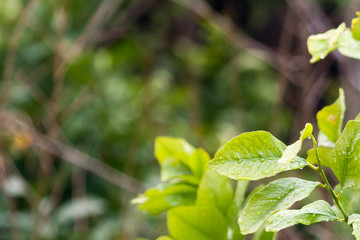 Fototapeta na wymiar Blurred green floral background with wet leaves