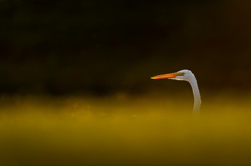 A Great Egret head peeking out from behind a grassy hill as it glows in the setting sunlight against a dark background.