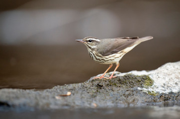 Louisiana Waterthrush perched on a large boulder in the water as it searches for small insects and...