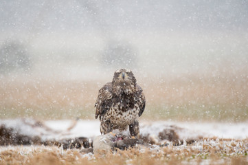 A juvenile Bald Eagle stands on a carcass in a farm field on a snowy winter day.