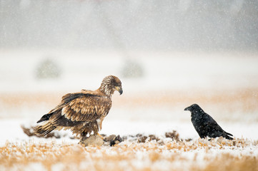 A Common Raven on the ground in an open field with a juvenile Bald Eagle next to it with a carcass on the ground in the snow.