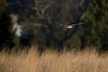 A Northern Harrier flies over an open field as the golden setting sunlight shines on it.