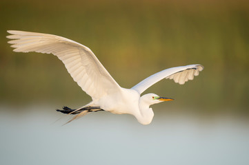 A large white Great Egret flies in front of a green grass background in the golden morning sunlight.