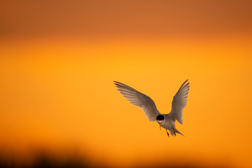 Fototapeta na wymiar A Least Tern with its wings spread as it comes in to land with a golden yellow and orange sunset sky in the background.