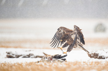 A juvenile Bald Eagle flies in a light snowfall on a cold winter day in an open field with carcasses on the ground.