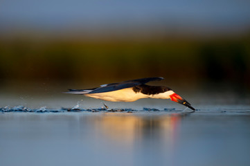 A Black Skimmer catching small minnows as it flies low over the water in the golden morning sunlight.