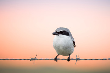 A close-up Loggerhead Shrike perched on barbed wire in front of a soft colored orange and pink sunset sky.