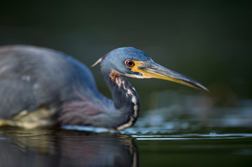 A Tricolored Heron stalks the shallow water in the early morning sun with a dark background and dramatic lighting.