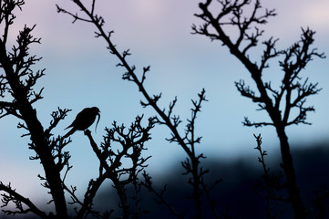 American Kestrel silhouetted against the blue and purple sky perched in a tree while swallowing a snake.