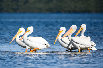 White pelicans on parade.