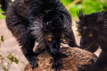 male black lemur with its face in closeup, tropical primate from madagascar, vulnerable animal specie © Charlotte B
