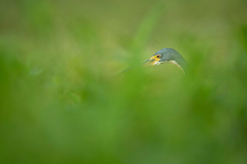 A Tricolored Heron stares ahead as it hunts for food in the tall grass in soft overcast light.