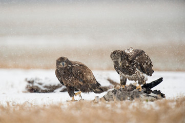 A pair of juvenile Bald Eagles feeding on a carcass in the snow on a cold winter day.