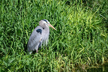 Great blue heron by shore