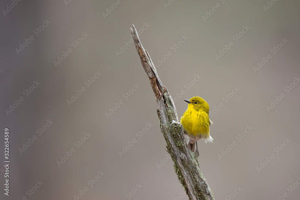 Canvas Prints A bright yellow Pine Warbler perched in a branch with a smooth background in soft overcast light.