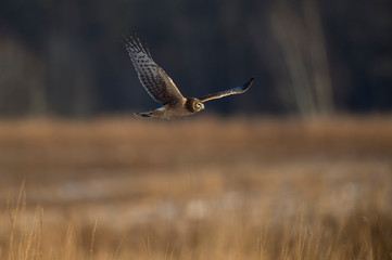A Northern Harrier flies over an open field as the golden setting sunlight shines on it.