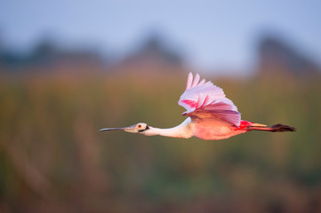 A Roseate Spoonbill flying with its bright pink wings showing in the soft early morning sunlight.