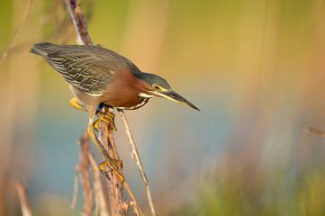 A Green Heron perched on a branch with a smooth green background in the bright morning sunlight.