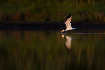 A Black Skimmer flies low over the water dragging its bill in the water trying to catch food on a calm morning with its reflection.