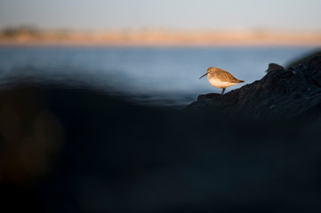 A Dunlin perched on jetty rocks in a spotlight of golden morning sunlight with the ocean in the background.