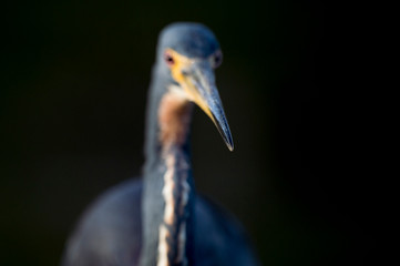 A close up photo focused on the tip of the beak of a Tricolored heron with a dark black background in the morning sunlight.