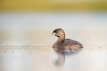 A Pied-billed Grebe floating on calm water in the soft early morning sunlight with a smooth out of focus background.
