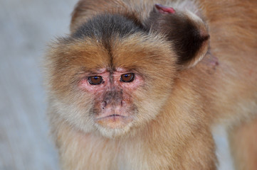 A monkey