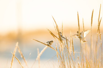 A small group of Snow Buntings feeding on golden dune grasses in the bright winter sunlight on a beach.