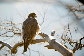 A Peregrine Falcon perched on a branch with a white background and glowing in the bright sunlight.