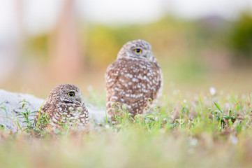 A pair of Florida Burrowing Owls standing in and around their burrow in soft light with a smooth...
