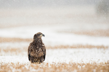 A juvenile Bald Eagle stands in a farm field on a cold winter day in light falling snow.