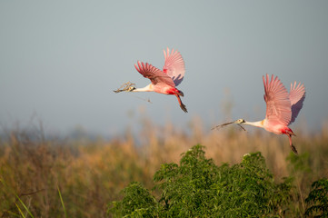 A pair of Roseate Spoonbills fly in the early morning sunlight with nesting material in their beaks.