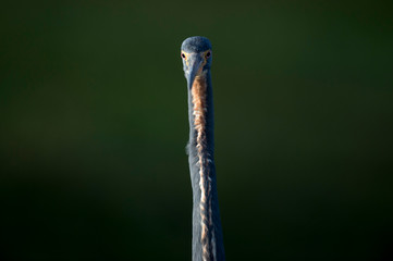 A Tricolored Heron looks silly when viewed almost head on with a dark green background in the morning sunlight.