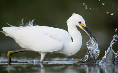 Obraz premium A Snowy Egret stalks the shallow water in search of food with a dark smooth background.
